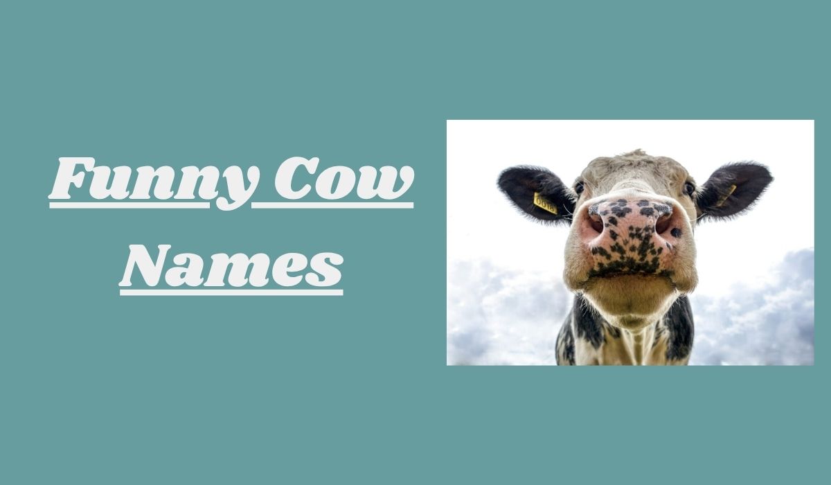 Funny Cow Names